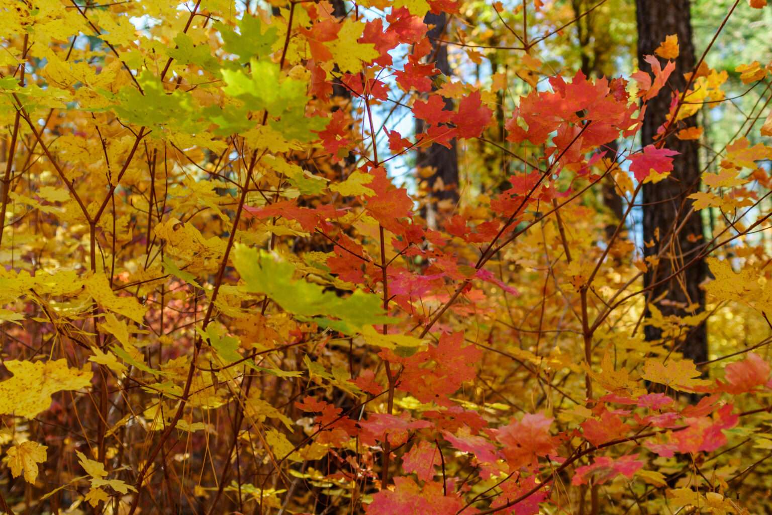 things to do in sedona in Fall