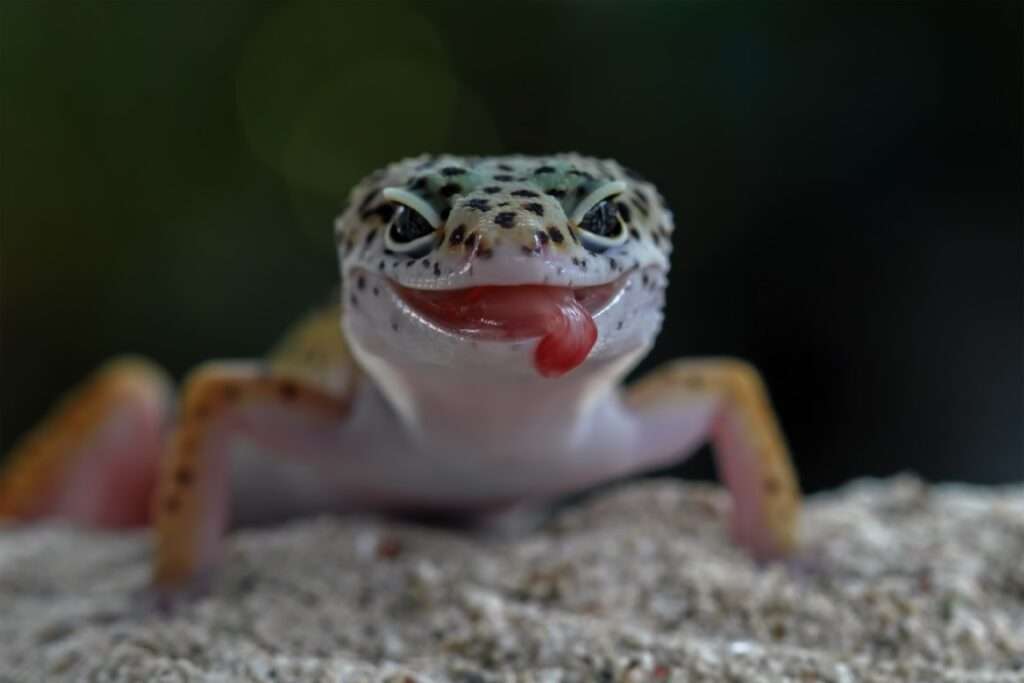 LIZARD