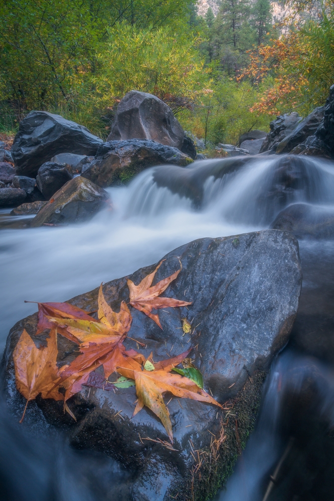 OAk creek canyon FALL BUCKET OAK CREEK LEAVES