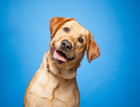 Happy Dog