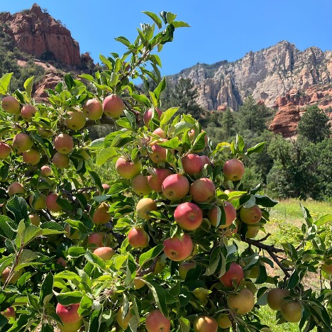 Apple tree full of ripe red apples at Slide Rock State Park in Sedona, with red rock cliffs and blue sky in the background.
